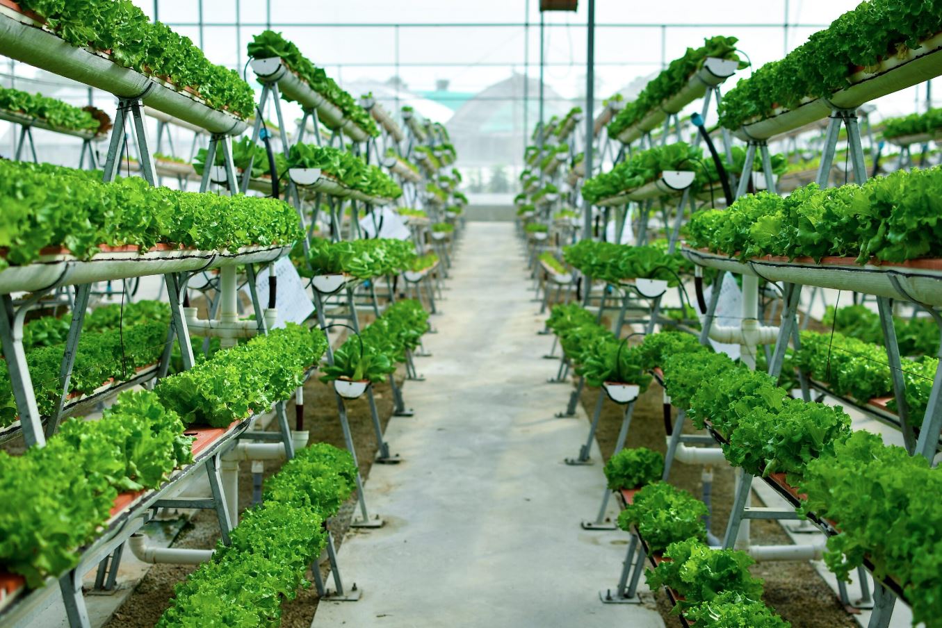 Urban harvests grown on stacked shelves with light, water, and data working together for taste and resilience