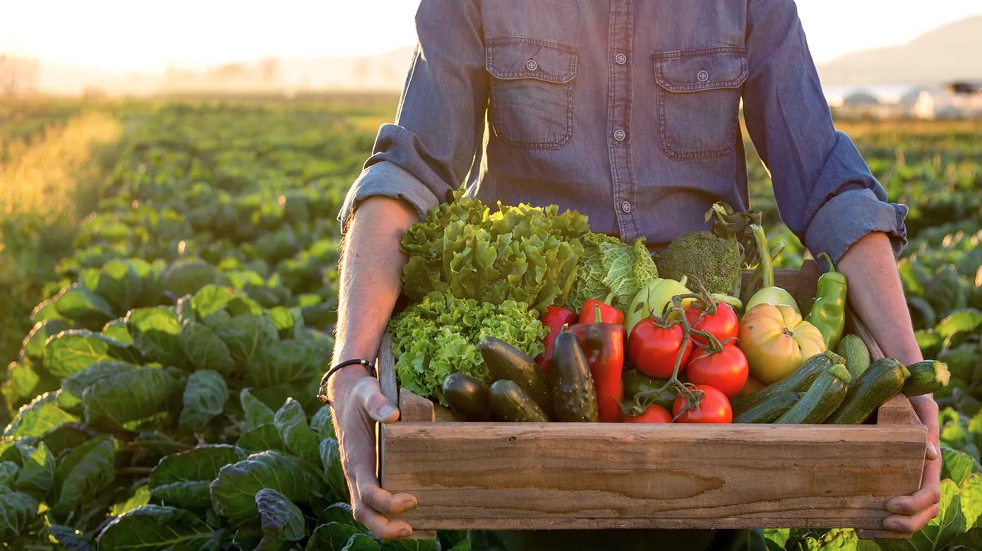 How living fields rebuild fertility, protect water, and nourish communities through patient design
